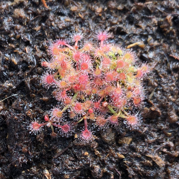 Drosera x Sidjamesii