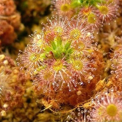 Drosera Roseana