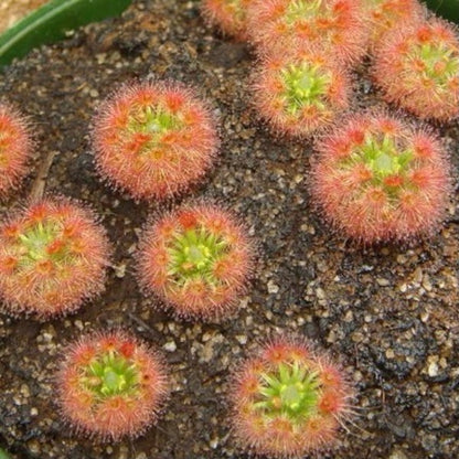 Drosera Roseana