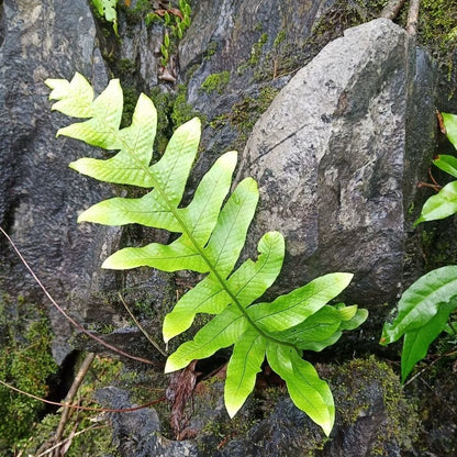 Drynaria roosii Nakaike（Drynaria roosii)