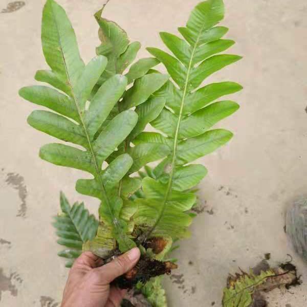 Drynaria roosii Nakaike（Drynaria roosii)