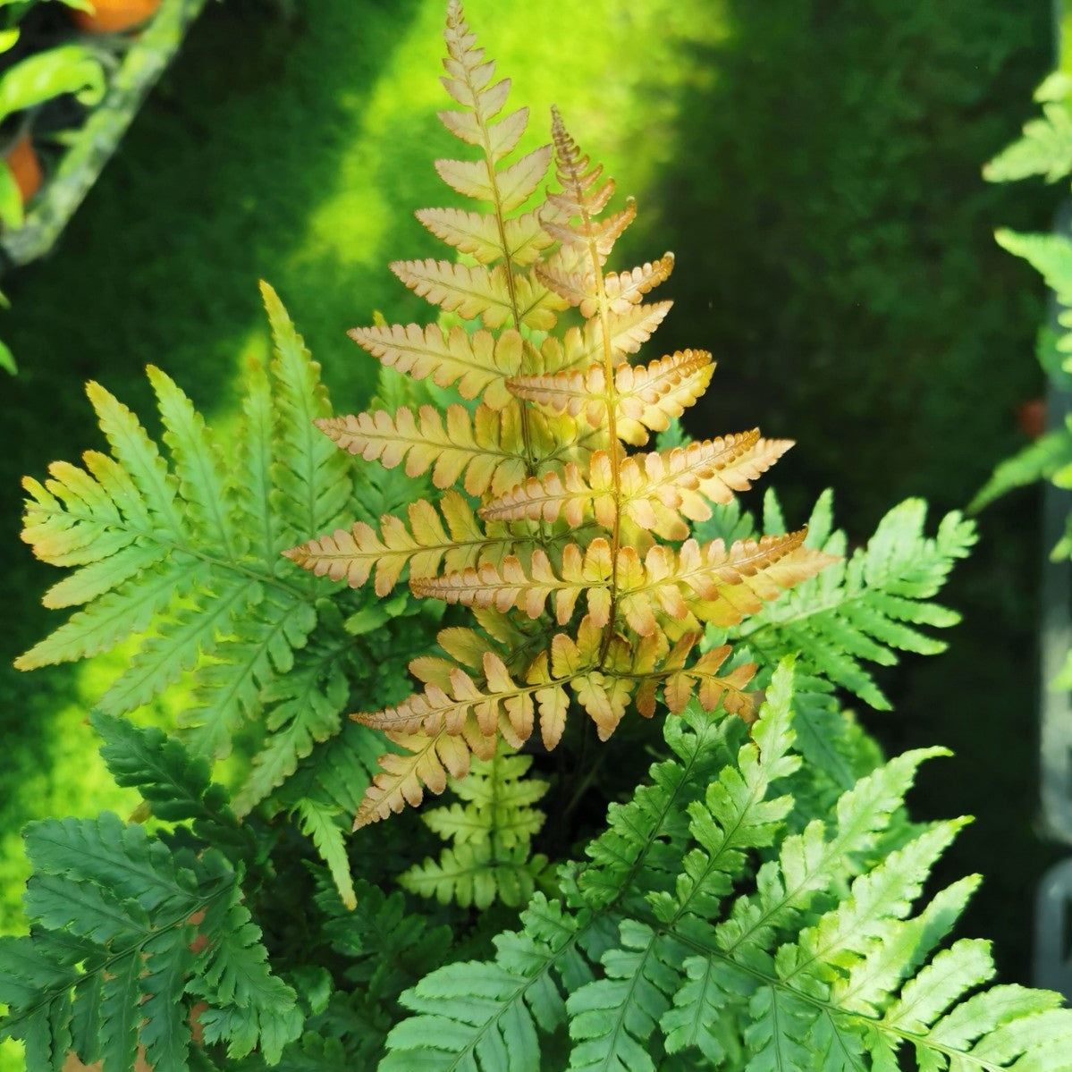 Dryopteris erythrosora 'Brilliance'   Autumn Fern