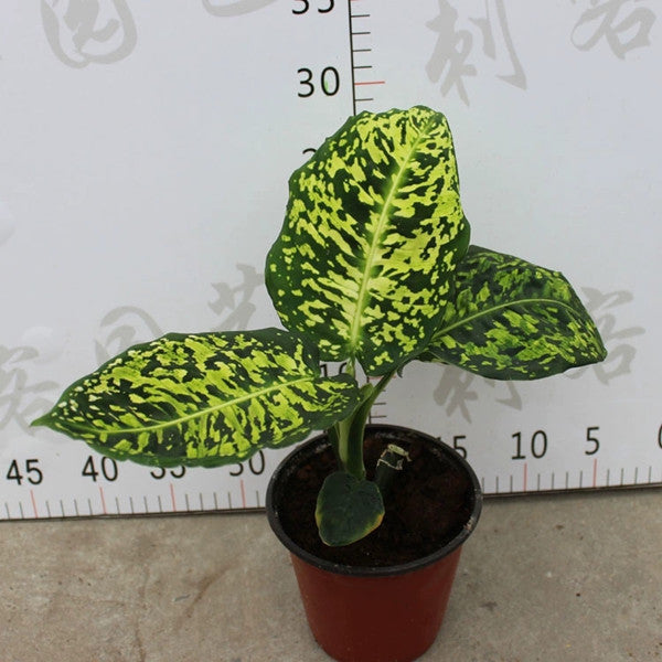 Dumb Cane ( Dieffenbachia ' Reflector ' )