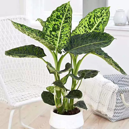 dieffenbachia seguine reflector Dumb Cane ( Dieffenbachia ' Reflector ' ) for Sale