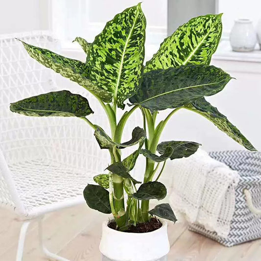 Dumb Cane ( Dieffenbachia ' Reflector ' )