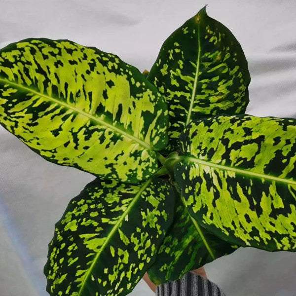 Dumb Cane ( Dieffenbachia ' Reflector ' )