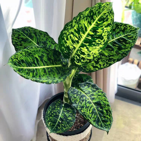 Dumb Cane ( Dieffenbachia ' Reflector ' )
