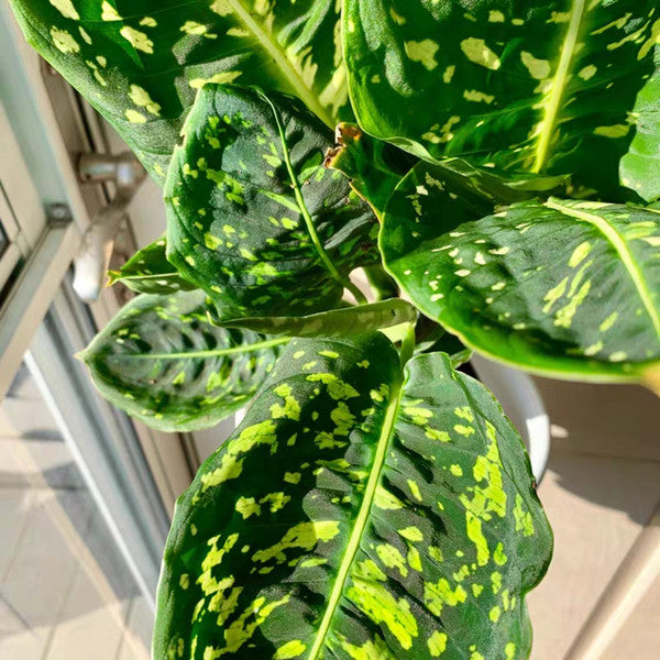 Dumb Cane ( Dieffenbachia ' Reflector ' )