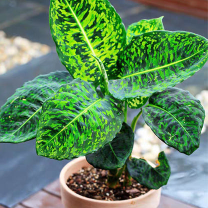 dieffenbachia caryophyllus Dumb Cane ( Dieffenbachia ' Reflector ' ) for Sale