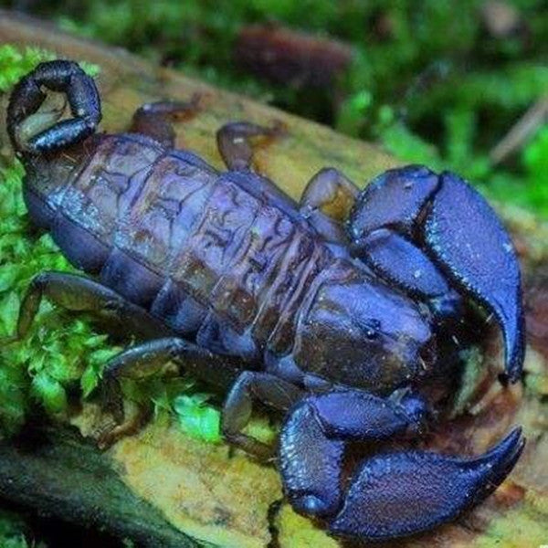 Dwarf Wood Scorpion (Liocheles australasiae)