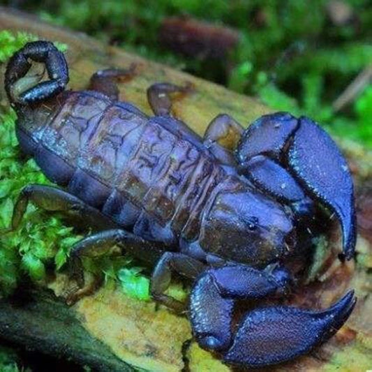 Dwarf Wood Scorpion (Liocheles australasiae)