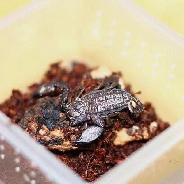 Dwarf Wood Scorpion (Liocheles australasiae)