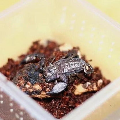 Dwarf Wood Scorpion (Liocheles australasiae)