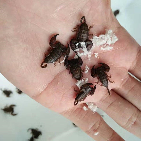 Dwarf Wood Scorpion (Liocheles australasiae)
