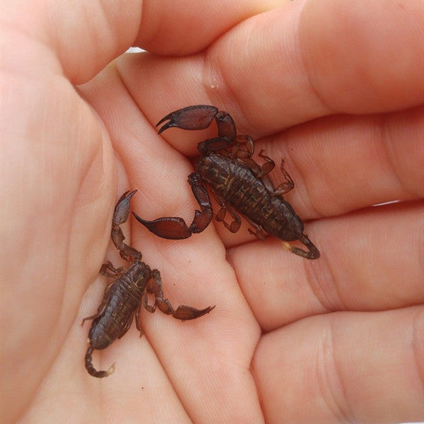 Dwarf Wood Scorpion (Liocheles australasiae)