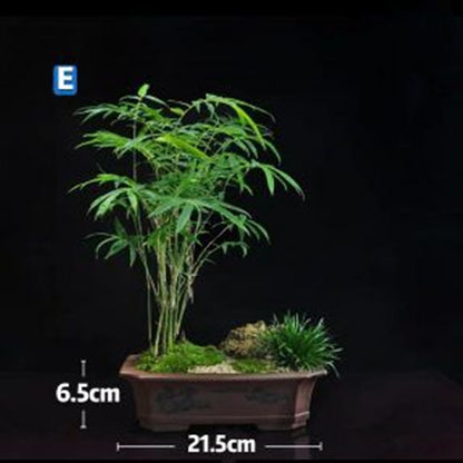 Bamboo Bonsai (Bambusoideae sp)