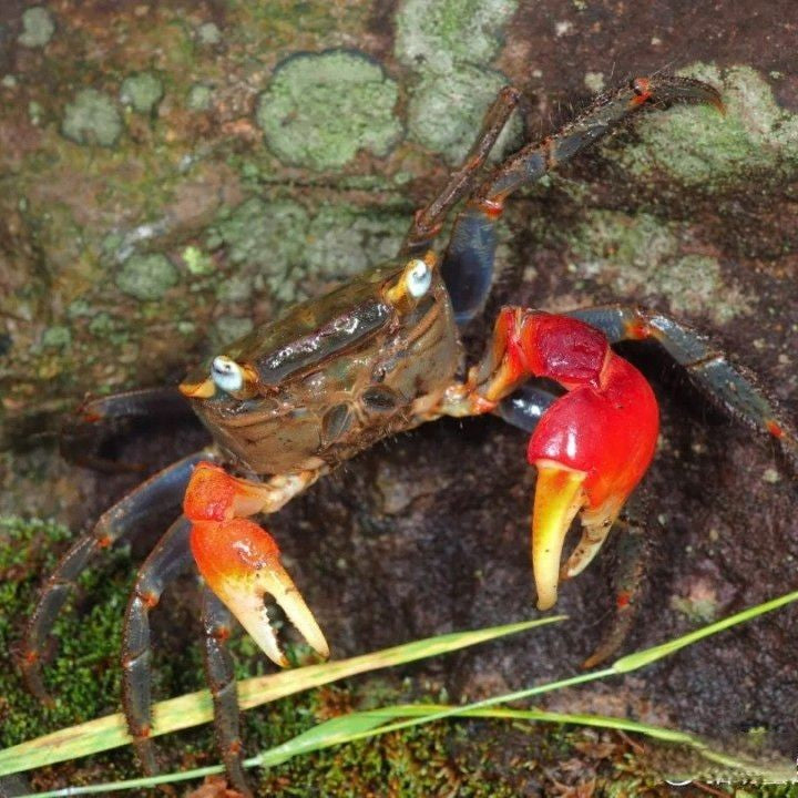 RivoGeo Chiromantes Haematocheir Crab (Chiromantes haematocheir)