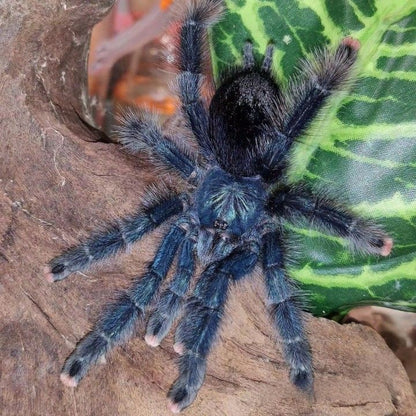 Blue Green Pinktoe Tarantula (Avicularia geroldi)