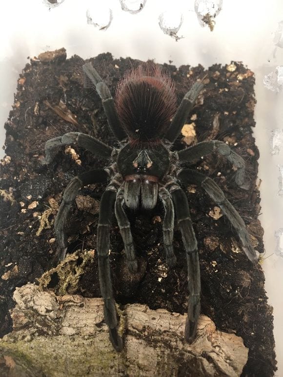 Cascada Birdeater Tarantula (Pamphobeteus sp cascada)