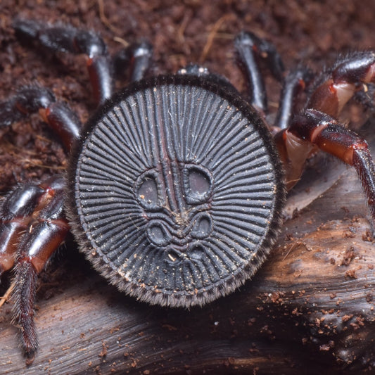 Chinese Hourglass Spider (Cyclocosmia ricketti)