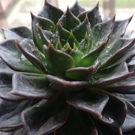 Echeveria ' Black Prince '