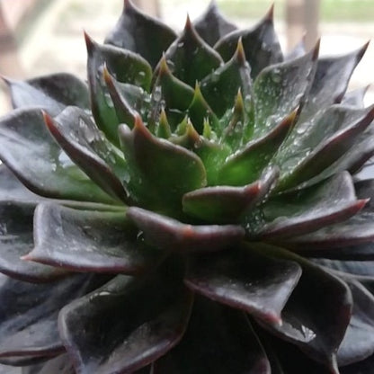 Echeveria ' Black Prince '