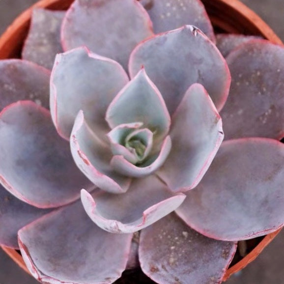 Echeveria afterglow