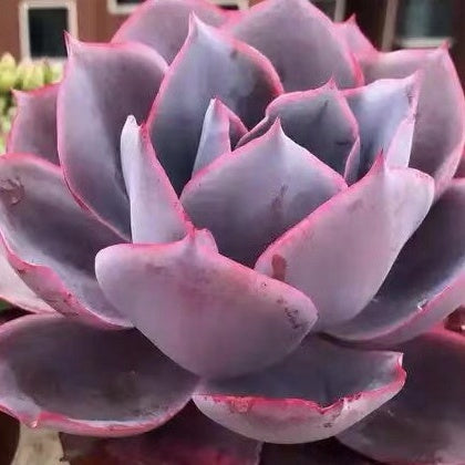 Echeveria afterglow