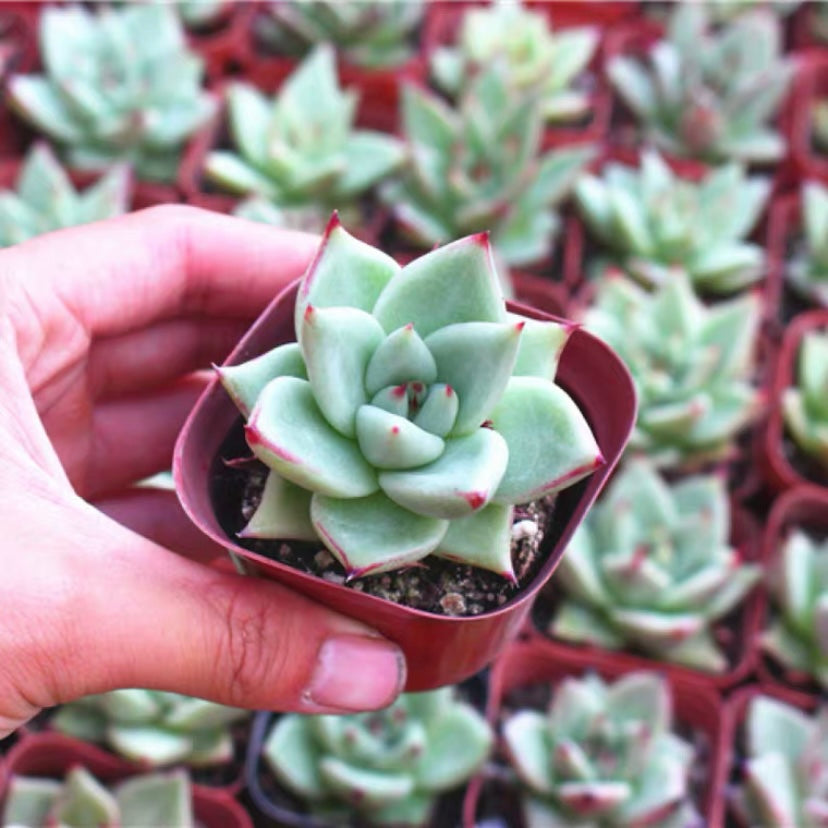 Ebony(Echeveria agavoides)