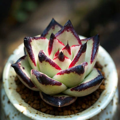 ebony succulent Ebony(Echeveria agavoides) for Sale
