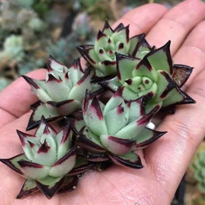 Ebony(Echeveria agavoides)
