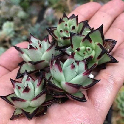 Ebony(Echeveria agavoides)