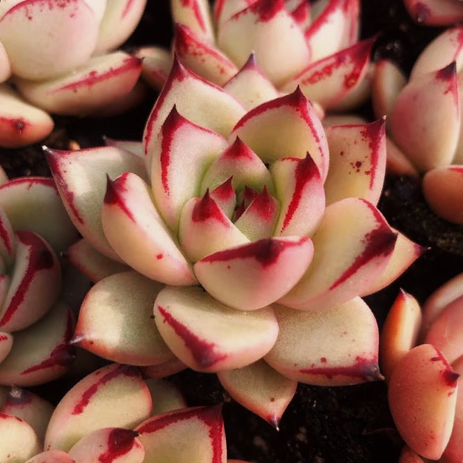 Echeveria agavoides ' Sirius '