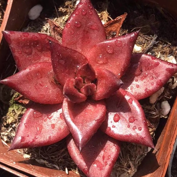 romeo succulent Echeveria agavoides var. Romeo Rubin for Sale