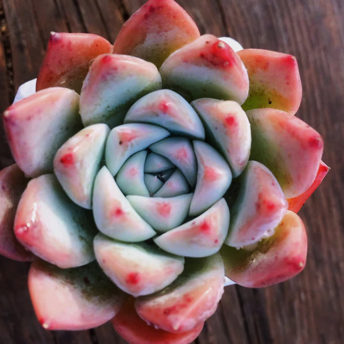 Echeveria ' Alba Beauty '