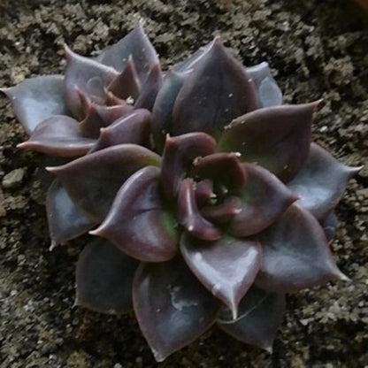 Echeveria ' Black Prince '
