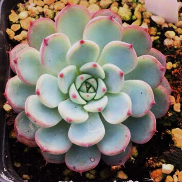 blue and white succulent Echeveria blue minima for Sale