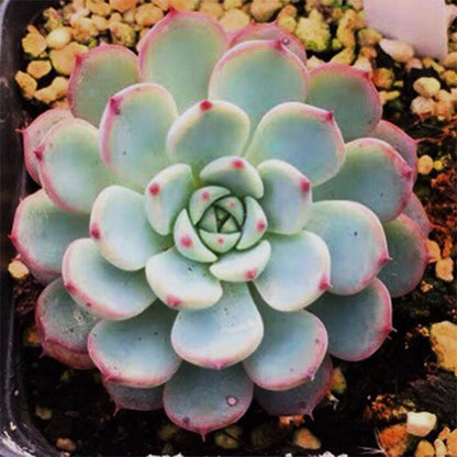 Echeveria blue minima
