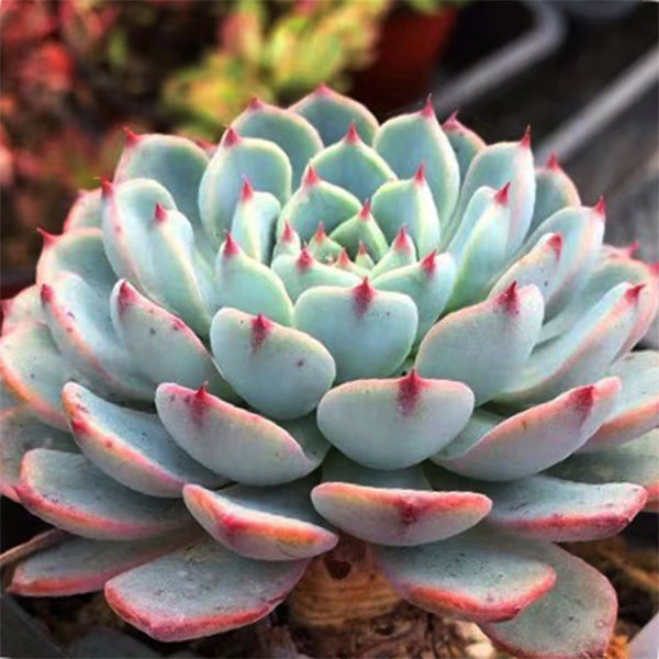 Echeveria blue minima