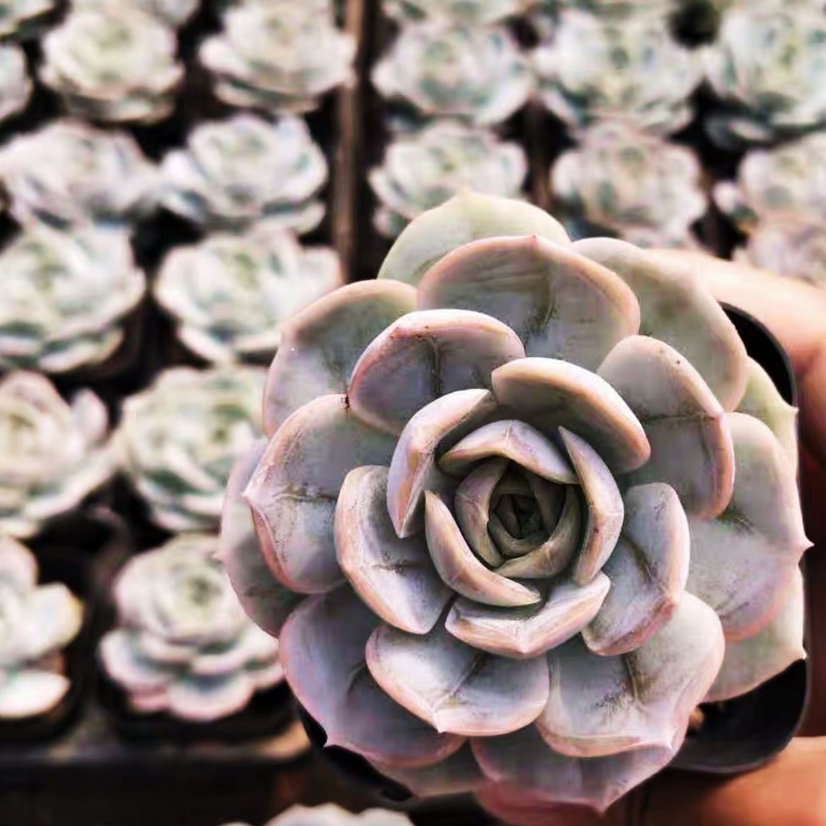 Echeveria ' Blue Surprise '