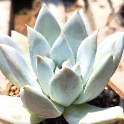 giant cutix succulent Echeveria colorata ' Mexican Giant ' for Sale