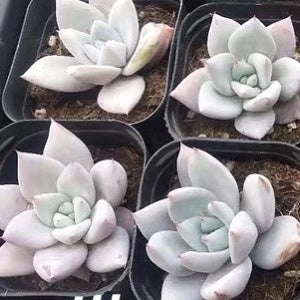 mexican giant succulent Echeveria colorata ' Mexican Giant ' for Sale