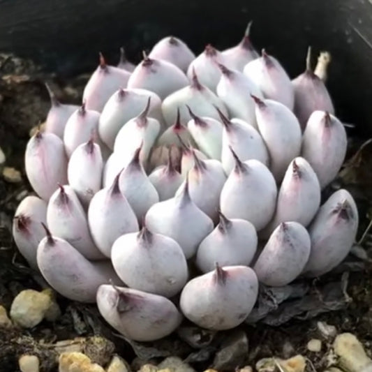 Echeveria cuspidata var.zaragozae kimnach