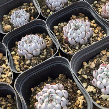 Echeveria cuspidata var.zaragozae kimnach