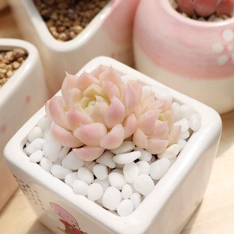 white and pink succulent Echeveria elegans ' alba ' for Sale