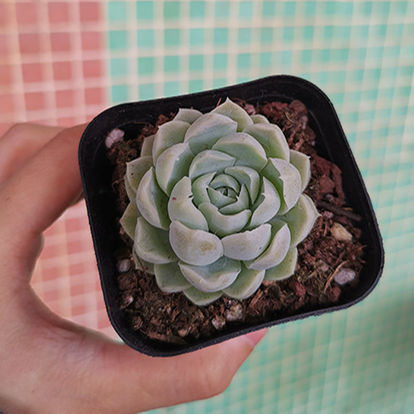 Echeveria elegans ' alba '