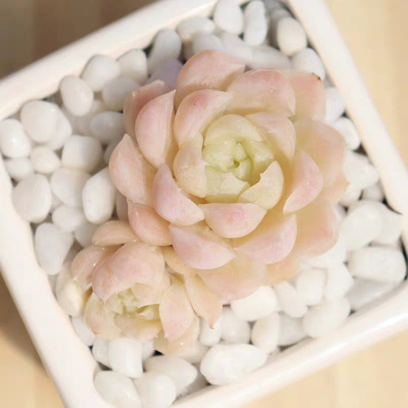 alba beauty succulent Echeveria elegans ' alba ' for Sale
