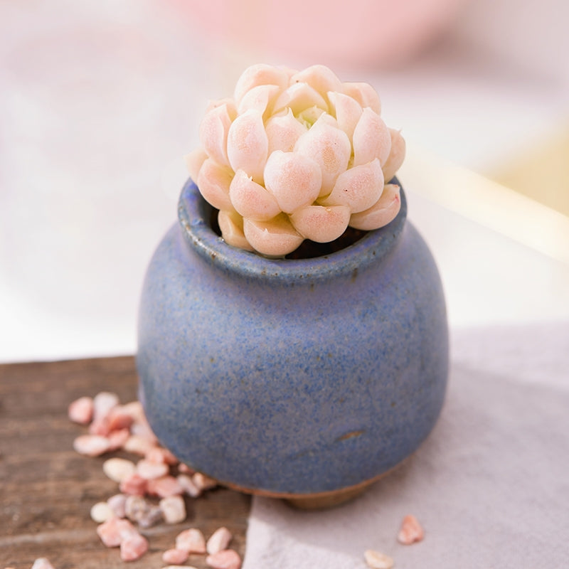 Echeveria elegans ' alba '