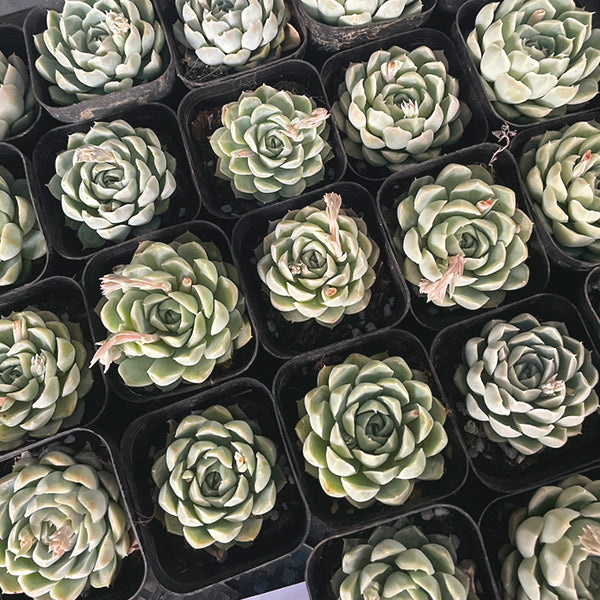 Echeveria elegans ' alba '