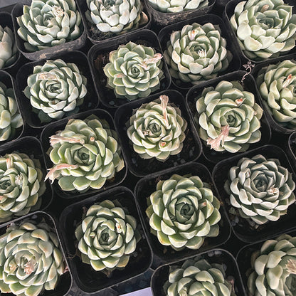 Echeveria elegans ' alba '